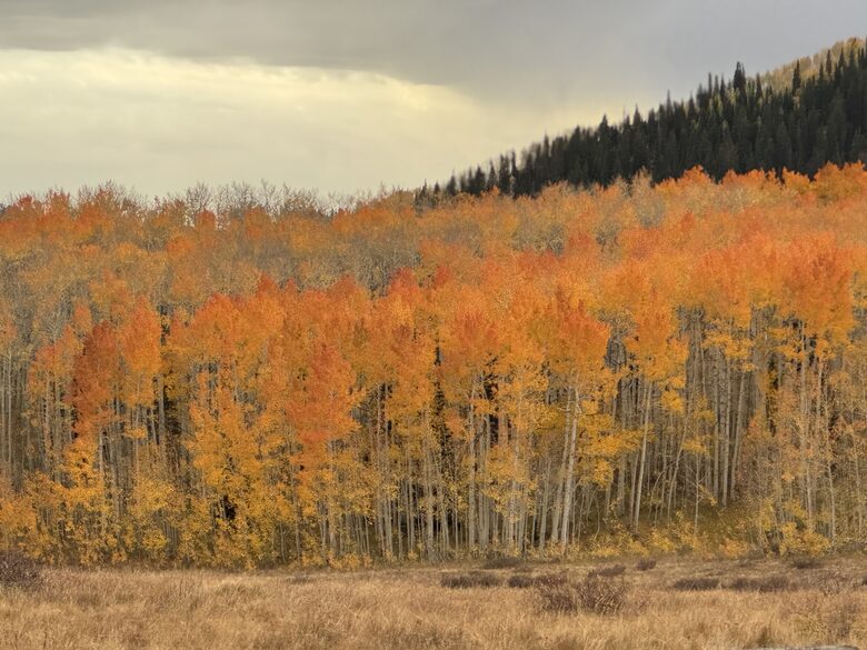 Fall foliage
