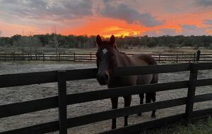 Countryside Escape Near Orlando with Private Acreage - Orlando, Florida