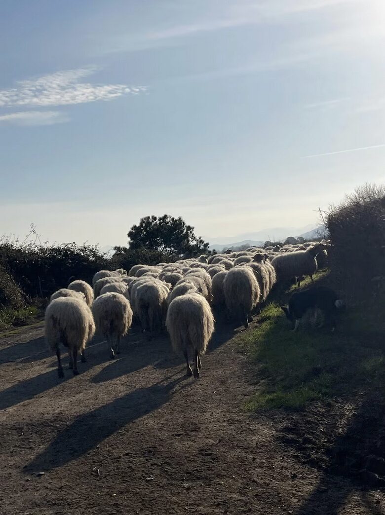 My neighbours!