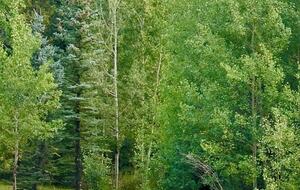 Classic Winter Park Lodge Near Slopes & Village - Winter Park, Colorado