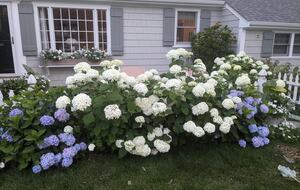 Charming Hydrangea Cottage in Osterville Village near Beaches - Osterville, Massachusetts