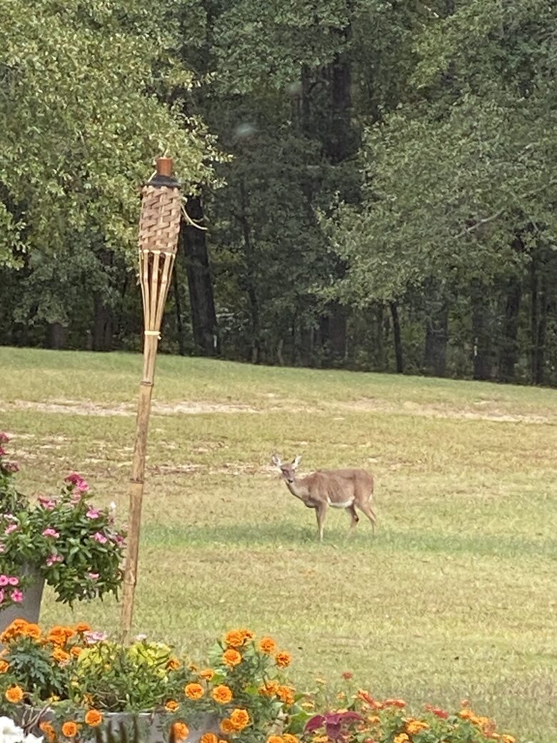 Peaceful Countryside Retreat Near Troy - Ramer, Alabama