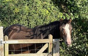 A delightful New Forest Cottage with Orchard and Shepherd’s Hut - Lyndhurst, United Kingdom