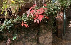 1930s Garden Townhouse Steps to the Yarra River - South Yarra, Australia
