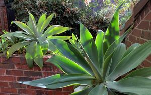 1930s Garden Townhouse Steps to the Yarra River - South Yarra, Australia