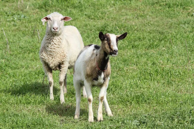 Marin County Regenerative Farm with Artisan Creamery - Petaluma, California