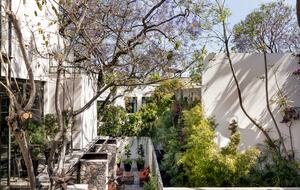 Jacaranda bloom season -- don't miss it!