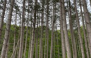 Private Catskills Log Retreat Near Woodstock - Bearsville, New York