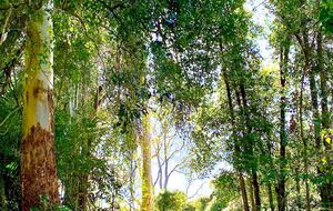 Deer Park Estate | 340° National Park Views from a Private 20-Acre Estate - Lemon Tree, Australia