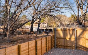 Contemporary Texas Retreat with Resort Backyard - Round Rock, Texas