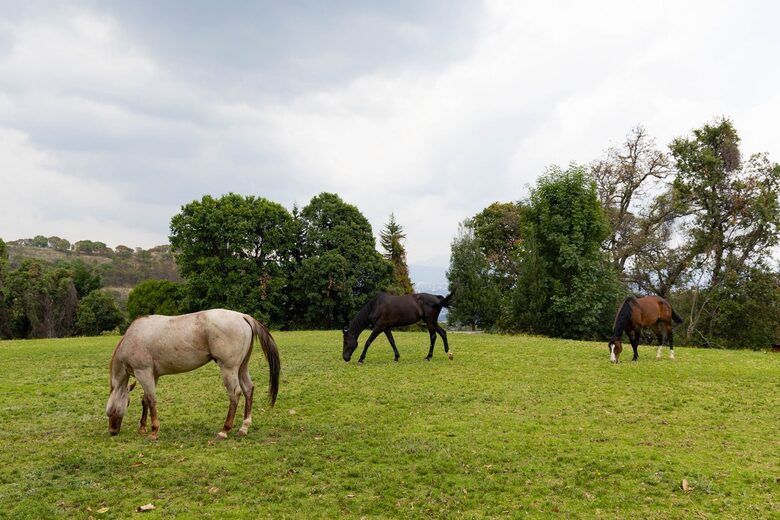 Horse Ranch Near Mexico City - Ixtapan de la Sal, Mexico