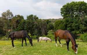 Horse Ranch Near Mexico City - Ixtapan de la Sal, Mexico