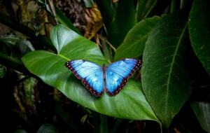 Jade Jungle Resort | All-Inclusive Eco-Luxury Full Resort on 300-Acre Private Reserve - Teakettle, Belize