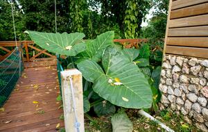 Jade Jungle Resort | All-Inclusive Eco-Luxury Full Resort on 300-Acre Private Reserve - Teakettle, Belize