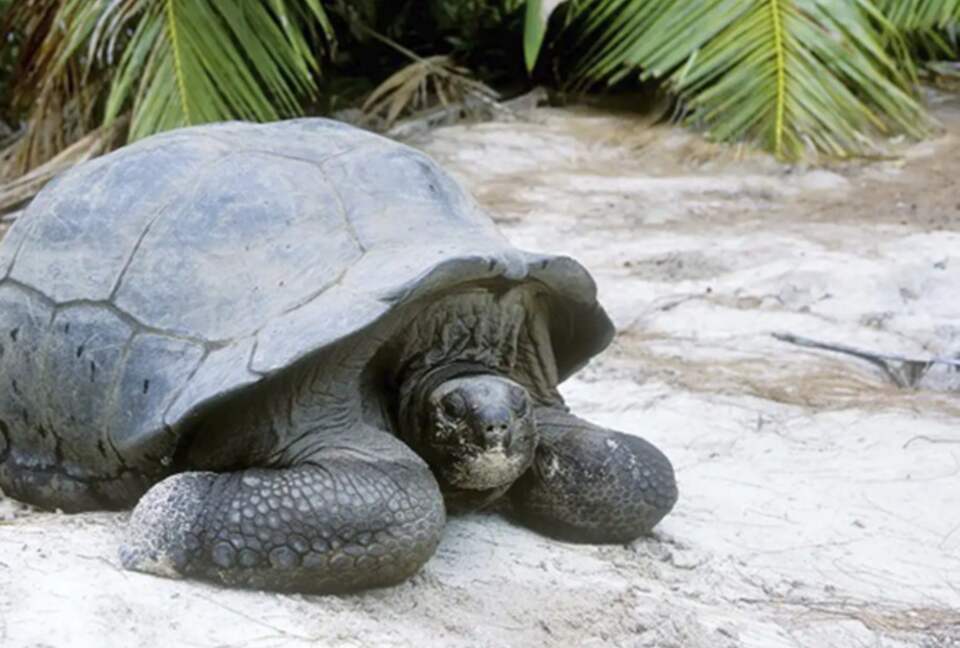 All-Inclusive 7-night TradeWinds AQUA Experience in Seychelles on TW60 Catamaran with Crew- Shared - Victoria, Seychelles