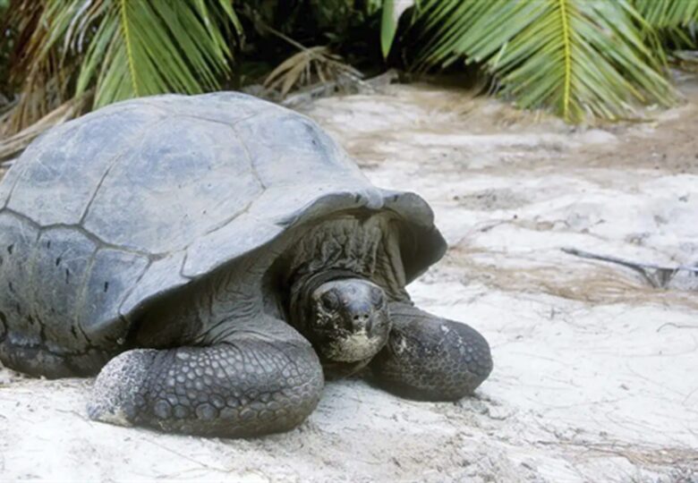 All-Inclusive 7-night TradeWinds AQUA Experience in Seychelles on TW60 Catamaran with Crew- Shared - Victoria, Seychelles