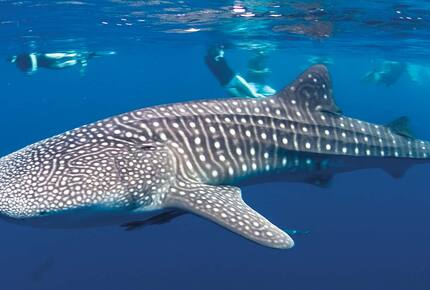 All-Inclusive 7-night TradeWinds AQUA Experience in Belize on TW59 Catamaran with Crew - Placencia, Belize