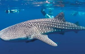 All-Inclusive 7-night TradeWinds AQUA Experience in Belize on TW59 Catamaran with Crew - Placencia, Belize