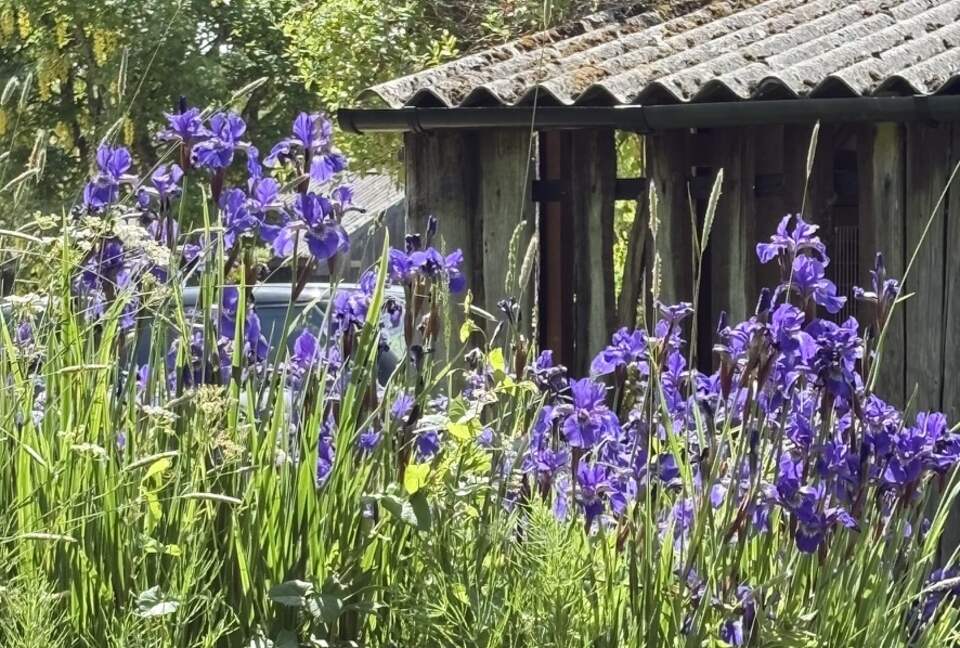 Traditional English garden with ever changing array of flowers