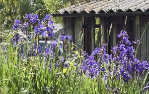 Traditional English garden with ever changing array of flowers