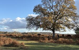 the stunning New Forest surrounds the cottage