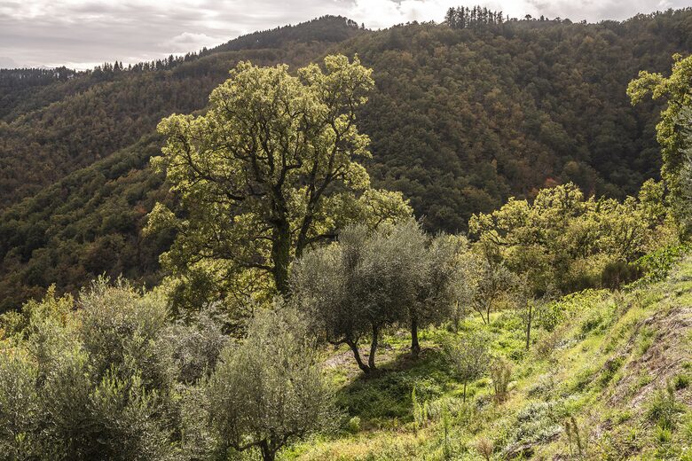 A Timeless Tuscan Escape - Arezzo, Italy