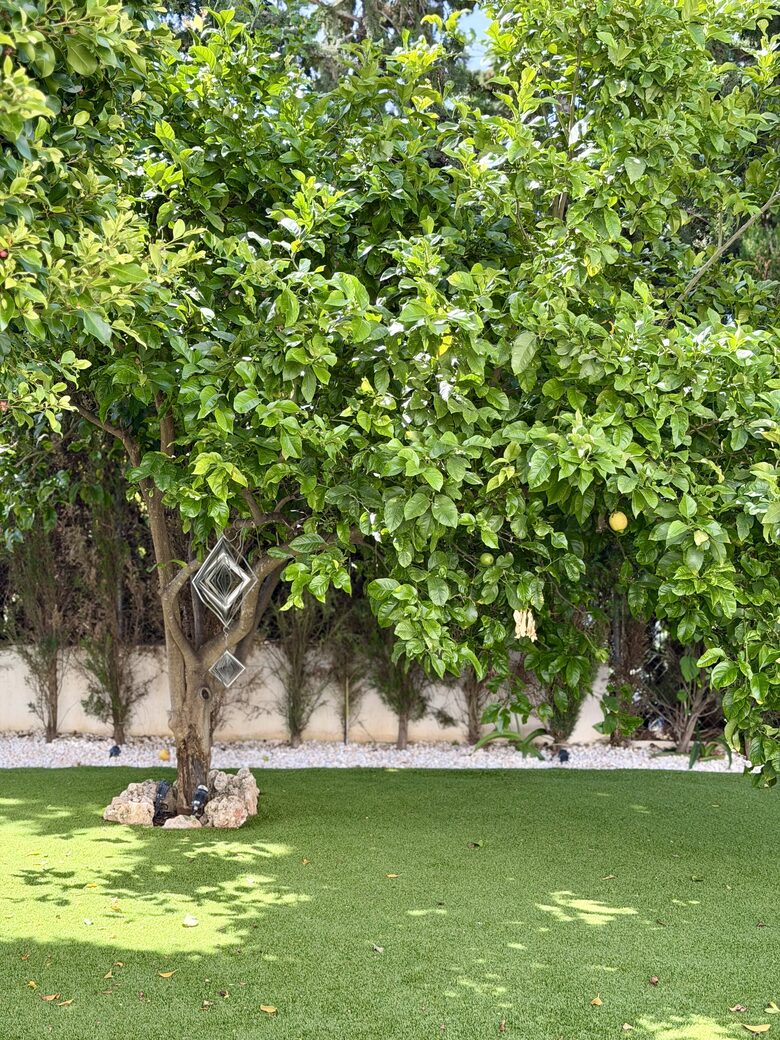 Garden: Lemon tree