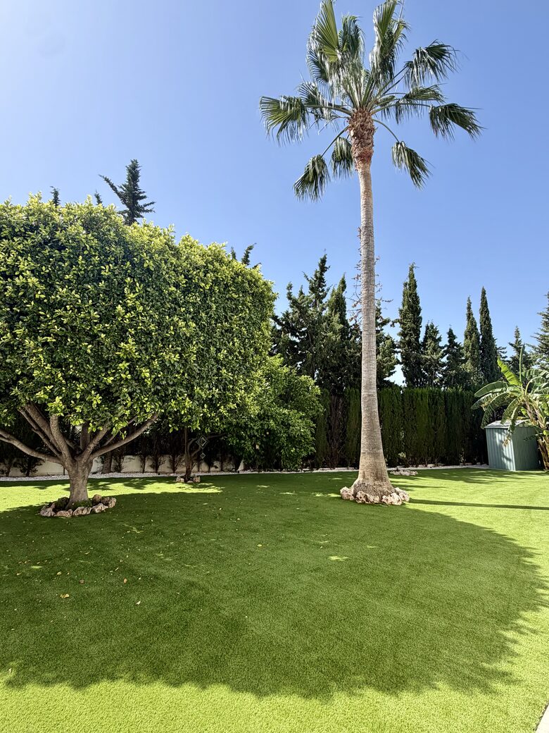 Garden: Palm Tree