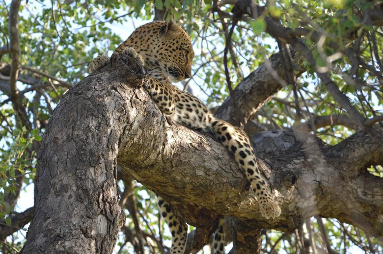 Tapologo River Lodge - Tsetsebjwe, Botswana