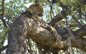 Tapologo River Lodge - Tsetsebjwe, Botswana