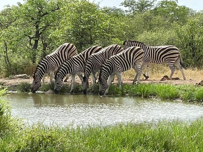 Tapologo River Lodge - Tsetsebjwe, Botswana