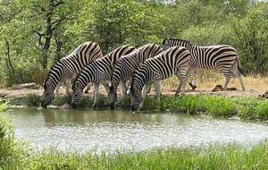 Tapologo River Lodge - Tsetsebjwe, Botswana