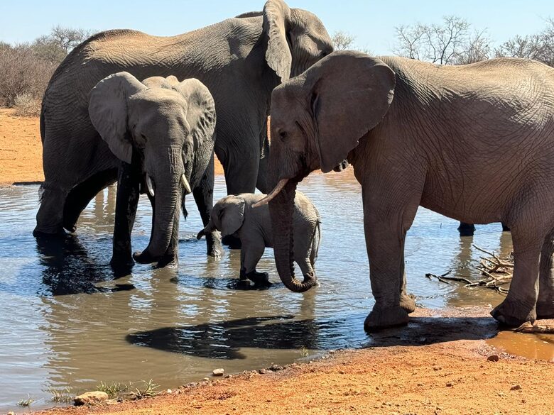 Tapologo River Lodge - Tsetsebjwe, Botswana
