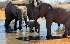 Tapologo River Lodge - Tsetsebjwe, Botswana