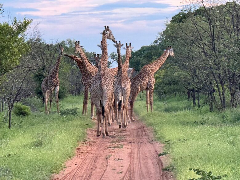 Tapologo River Lodge - Tsetsebjwe, Botswana