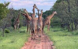 Tapologo River Lodge - Tsetsebjwe, Botswana
