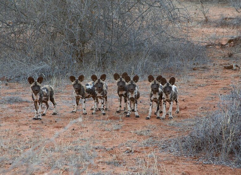 Tapologo River Lodge - Tsetsebjwe, Botswana