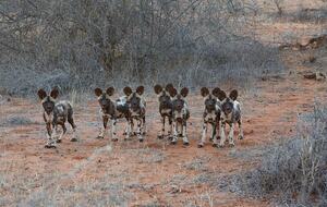 Tapologo River Lodge - Tsetsebjwe, Botswana
