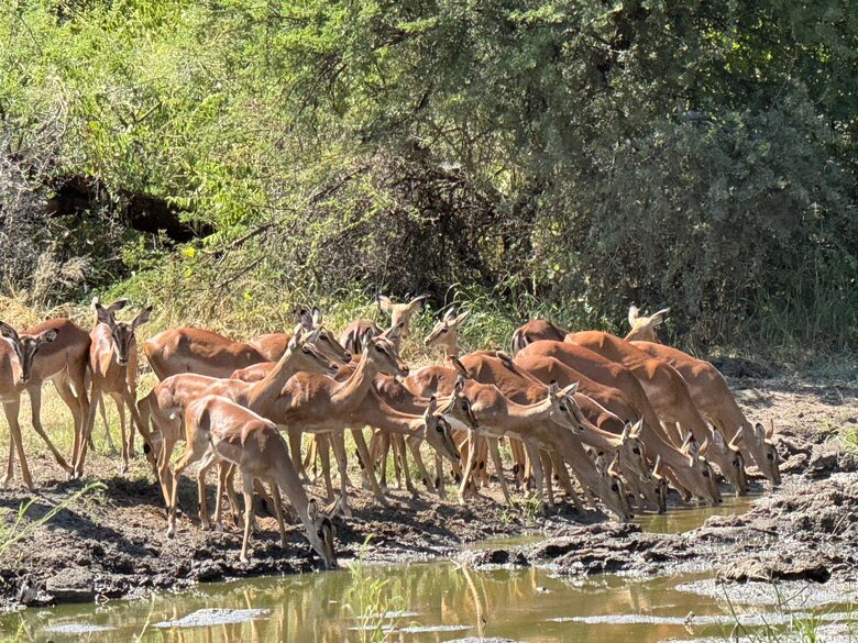 Tapologo River Lodge - Tsetsebjwe, Botswana