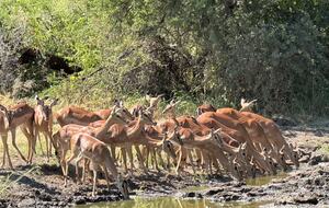 Tapologo River Lodge - Tsetsebjwe, Botswana