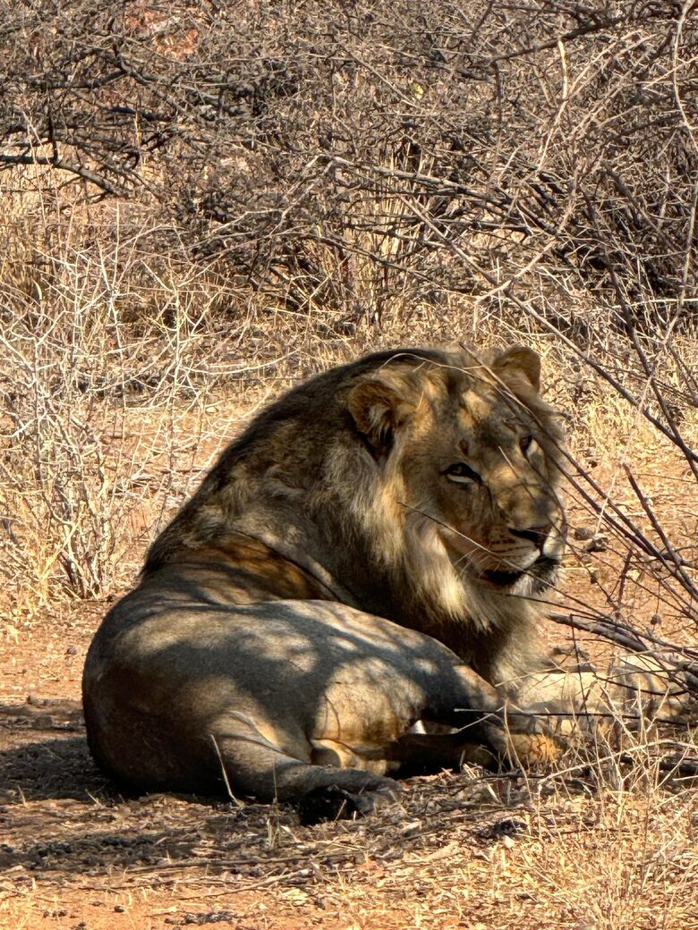 Tapologo River Lodge - Tsetsebjwe, Botswana