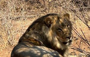 Tapologo River Lodge - Tsetsebjwe, Botswana