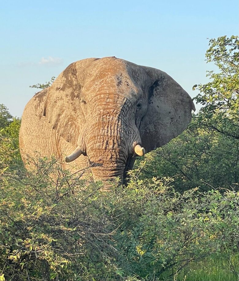 Tapologo River Lodge - Tsetsebjwe, Botswana