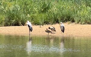 Tapologo River Lodge - Tsetsebjwe, Botswana