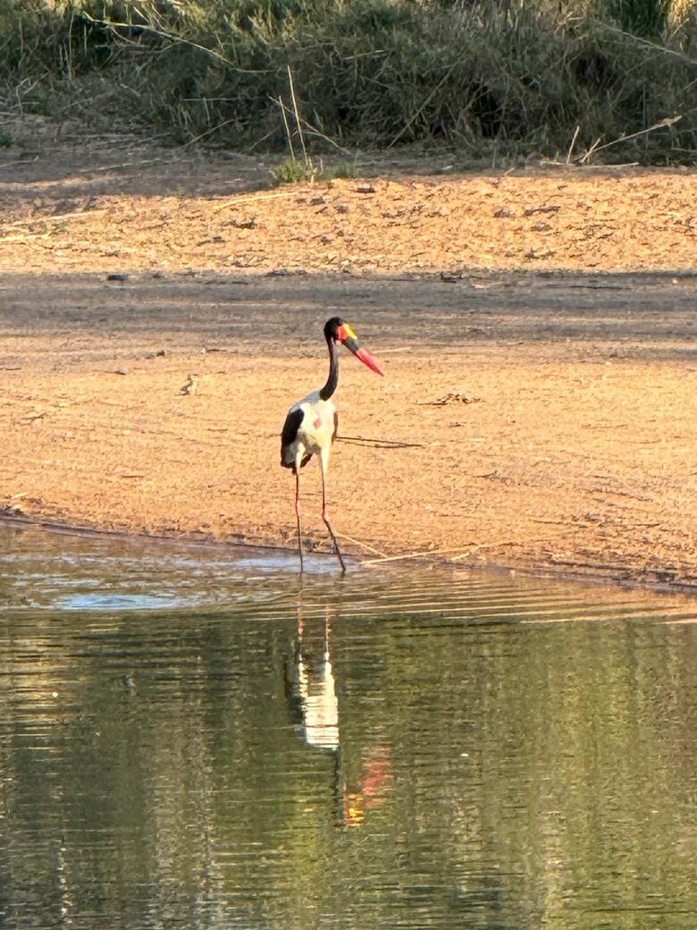 Tapologo River Lodge - Tsetsebjwe, Botswana