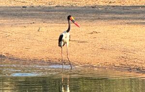Tapologo River Lodge - Tsetsebjwe, Botswana