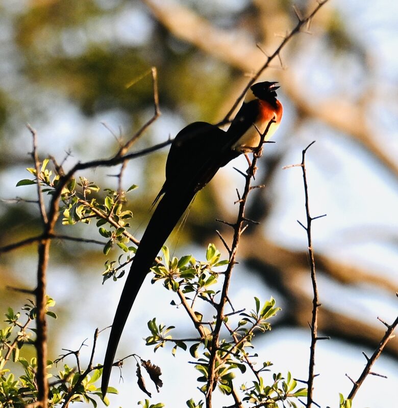 Tapologo River Lodge - Tsetsebjwe, Botswana