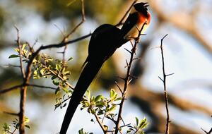 Tapologo River Lodge - Tsetsebjwe, Botswana