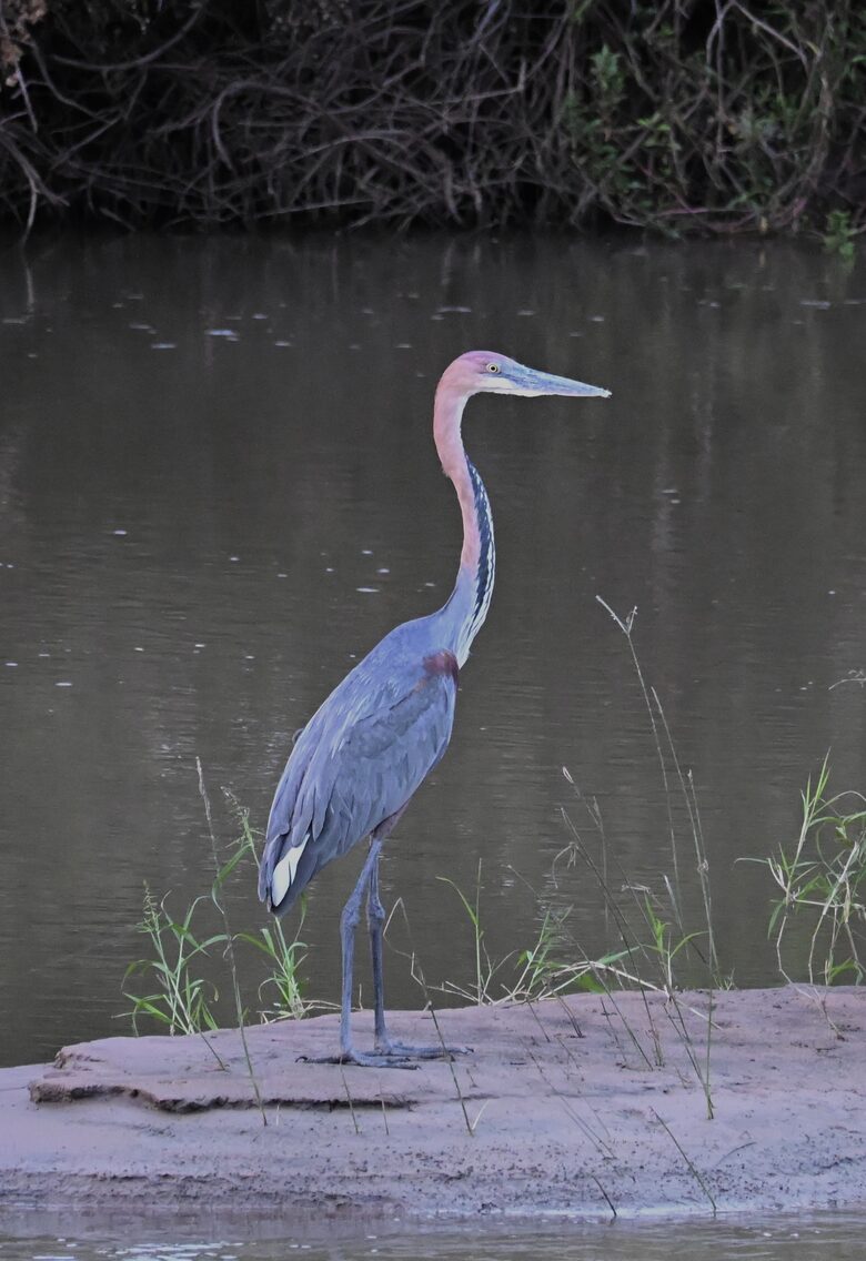 Tapologo River Lodge - Tsetsebjwe, Botswana