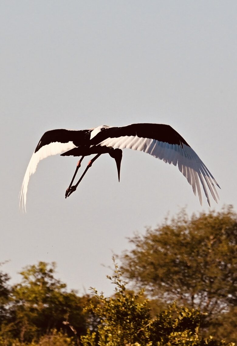 Tapologo River Lodge - Tsetsebjwe, Botswana